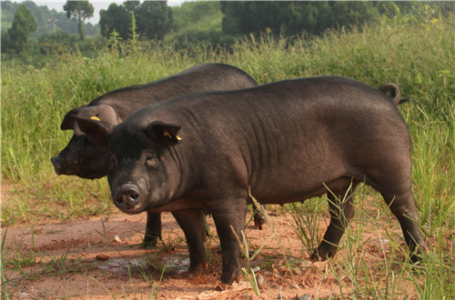 20180730B9_副本.jpg 20180730B9_副本.jpg